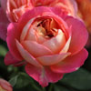 Baby Romantica
