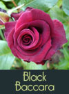 Black Baccara