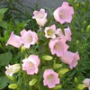 campanule medium