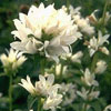 campanule agglomérée