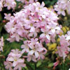 campanule Loddon Anna
