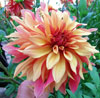dahlia French Cancan