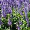 lupin bleu