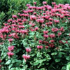 monarde CroftWay pink