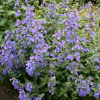 nepeta