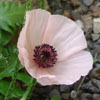 pavot d'Orient rose
