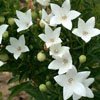 platycodon