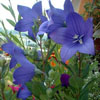 platycodon