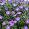Aster