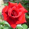 Rosier rouge