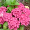 Hortensia