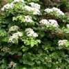 Hydrangea