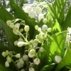 Muguet