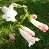 Penstemon rose-blanc