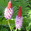 Primula