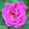 Zephirine Drouhin