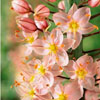 Eremurus Romance