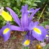 Iris bleu