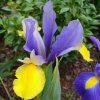 Iris bleu-jaune
