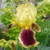 Iris Bordeaux Or