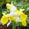 Iris jaune-blanc