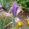 Iris mauve