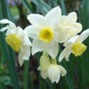 Narcisse
