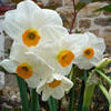 Narcisse