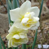 Narcisse