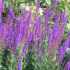 Salvia