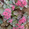 Sedum