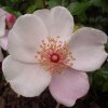 Astronimia