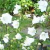 Campanula