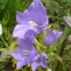 Campanule bleu