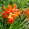 Crocosmia