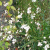 Gaura jaune
