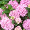 Hortensia