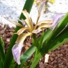 Iris mauve