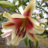 Lys