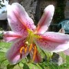 Lys rose