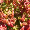 Nandina