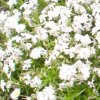 Phlox blanc