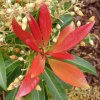 Pieris