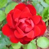 petit rosier rouge