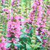 Lythrum