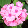 Phlox Paniculata rose