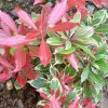 Pieris