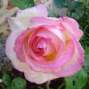 Princesse de Monaco