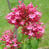 Valériane rouge