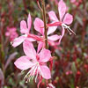 Gaura rose